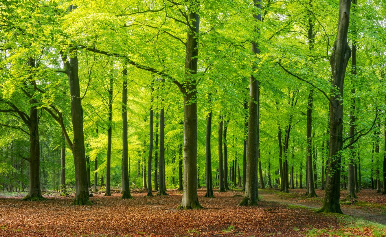 Tree Cutting Certification