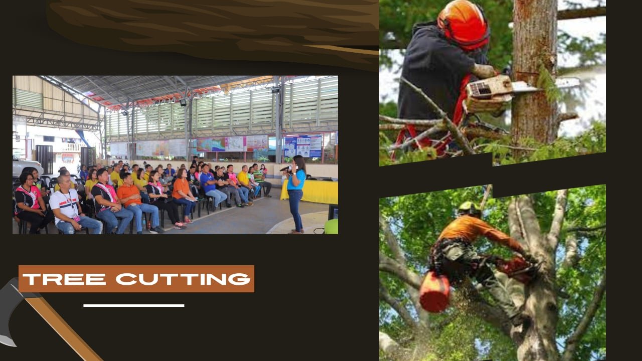 Tree Cutting Certification